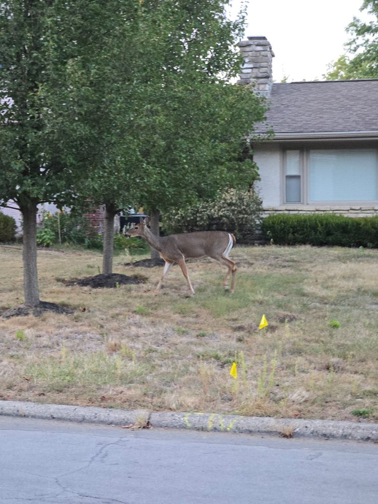 An adult deer in someone's front yard