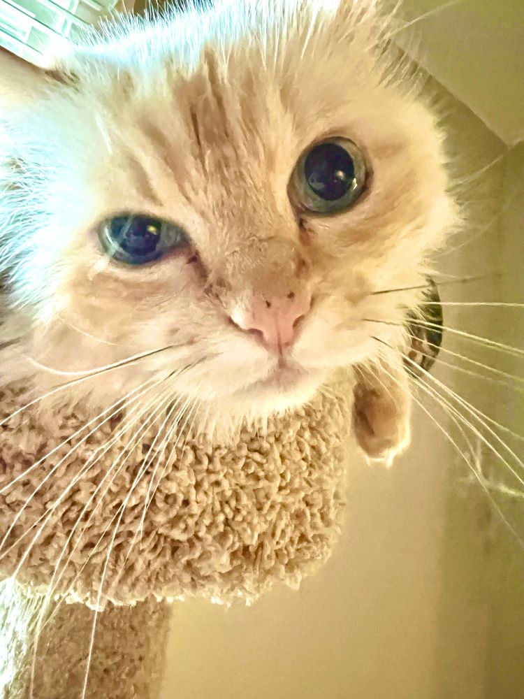 Apricot cat face looking into the camera