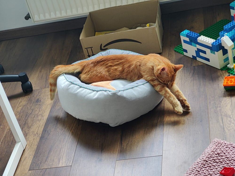 Orange getigerter Kater liegt ausgestreckt auf seinem Körbchen. Kopf und Vorderpfoten hängen raus.