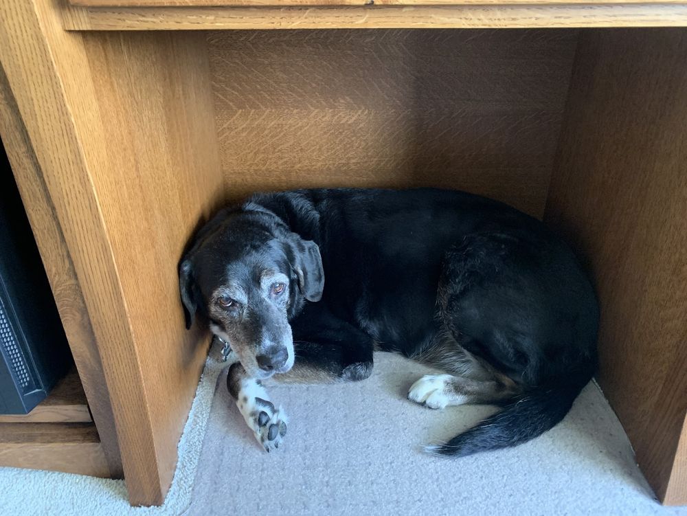 My dog curled up inside the footwell of my desk
