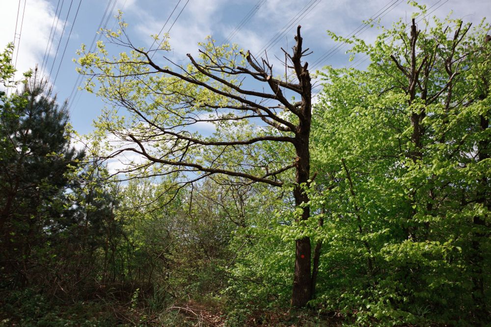 tree with branches only reaching in one direction