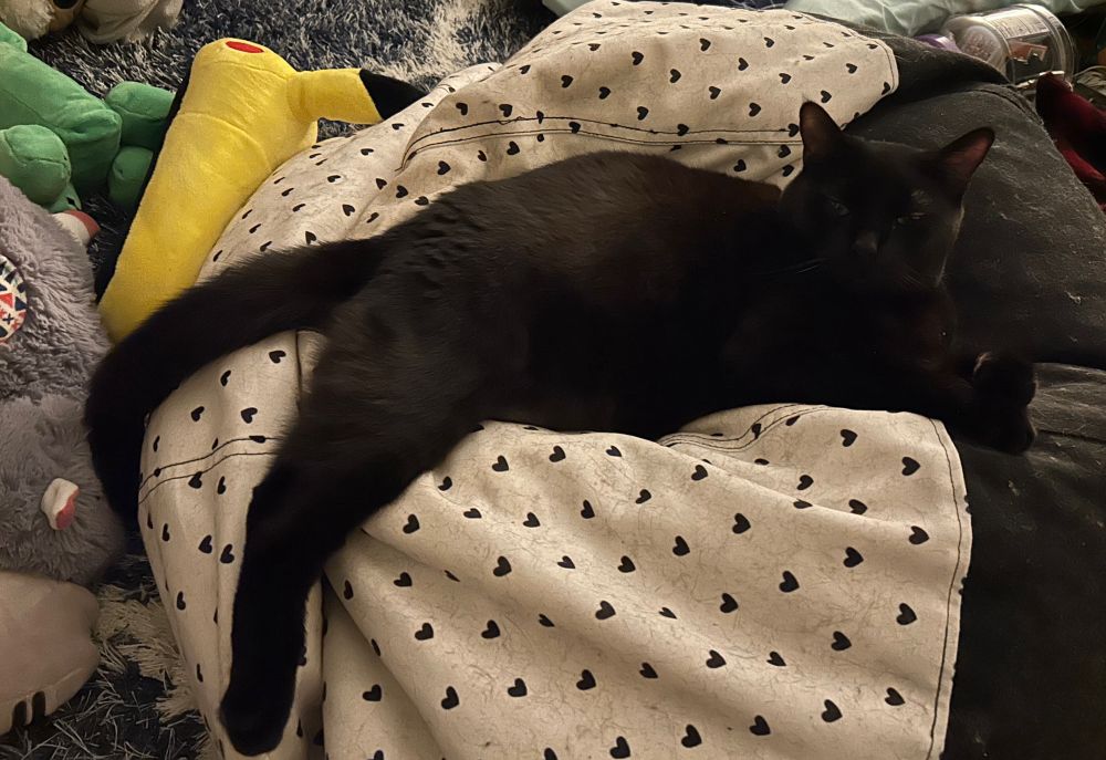 wembley, a black cat, is laying comfortably on a white beanbag chair with a black bottom and tiny black hearts printed all over it. one of his back legs and his tail are draped over the edge of the chair, and his arms are tucked snugly against his body. he is looking up at the viewer with a friendly expression, his eyes squinted lovingly and his ears perky and alert.

“hello! it is me, your local comfy beanbag boy!”