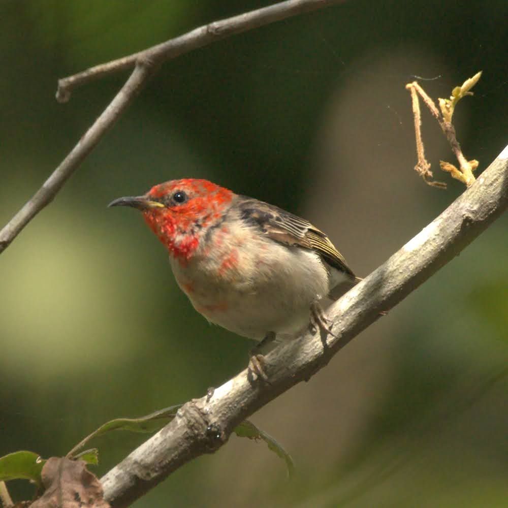Photo of a male scarlet honeyeater perched on a branch. He is a small bird with a thin, curved beak. His feathers are mottled light and dark grey, with splashes of saturated red around his head and face. He has the confident but awkward look of a teenager eager to appear grown up.