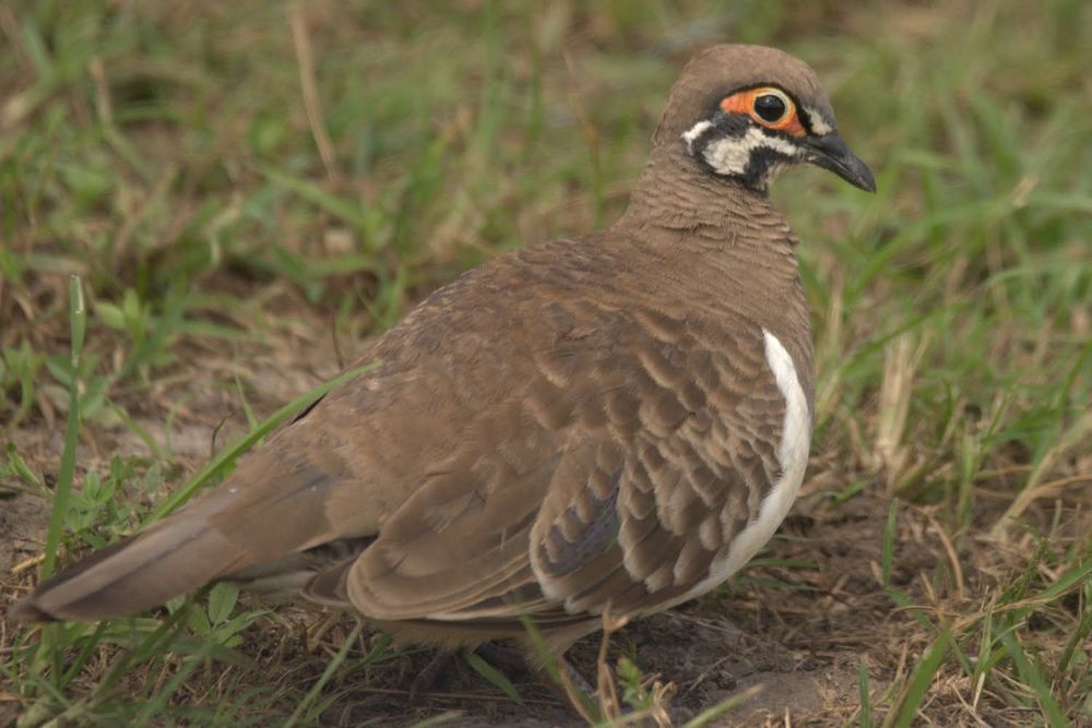 Photo of a squatter pigeon standing in short grass. It is a brown pigeon with a white breast and hints of purple and green iridescence on its wing. It has a striking pattern of black and white on its cheeks, and its eye is surrounded by bright orange.