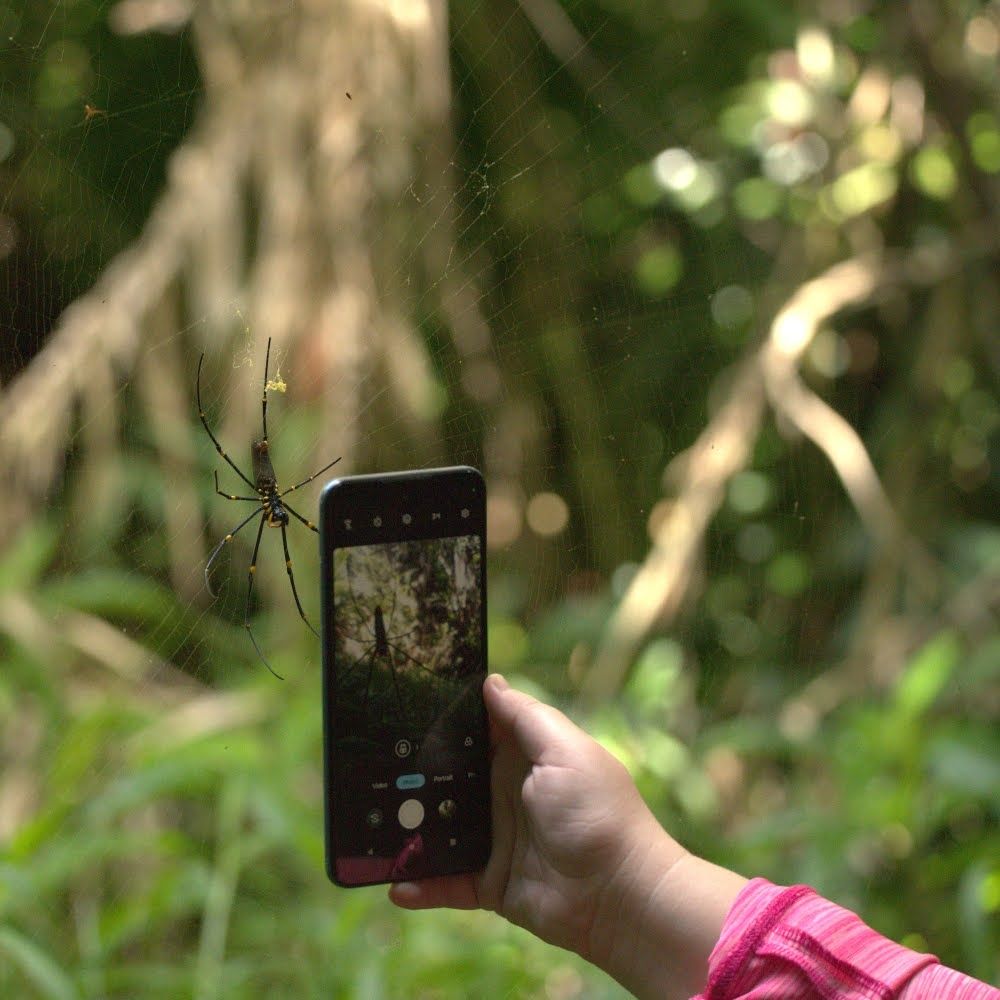 Photo of a large spider on a web deep in the forest. Its legs span about 8 cm. A woman's hand is visible holding a phone close to the spider, giving a sense of scale.