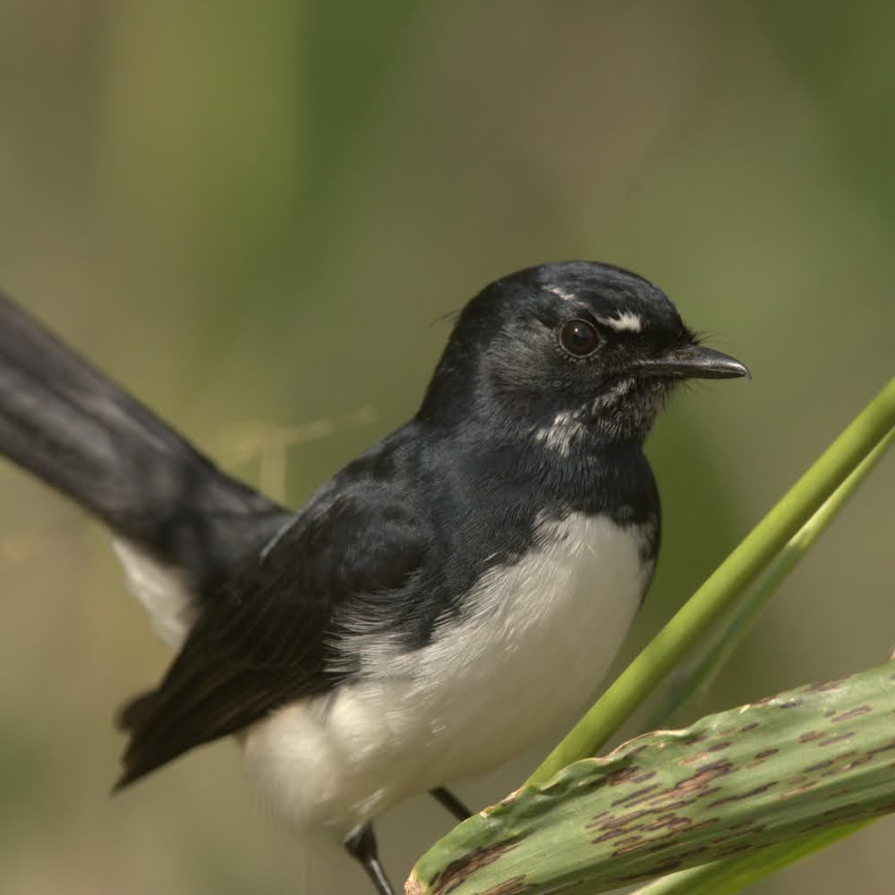 Photo of a willie wagtail perched on a stalk of grass. It is a small black bird with its tail feathers held high and its wings folded. It has a white underside and a line of white over its eye. It is not related to true wagtails, but is a fantail that behaves like a wagtail, swinging its tail back and forth while it hops around on the ground looking for insects to eat.