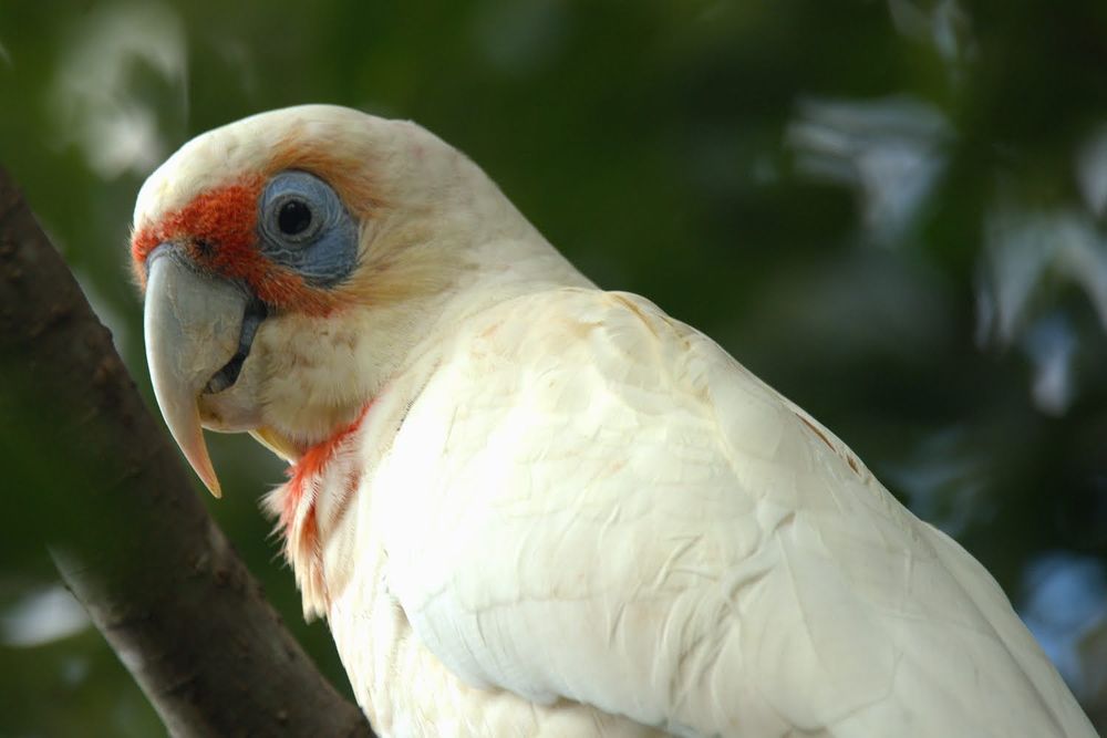 Photo of a long-billed corella perched in a tree. It is a white parrot, with red feathers around its face and neck, and a blue patch of skin around its eyes. It has an unusually long beak, with a sharp-pointed upper bill extending well below the lower one.