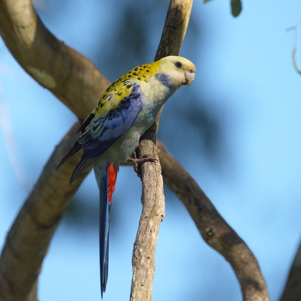 Photo of a pale-headed rosella perched on a branch. It is a medium sized parrot, with a long tail and a rather stout beak. Its dominant colour is a yellowish off-white, with blue on its wings and red under the tail. On its back is a pattern of yellow with black spots.