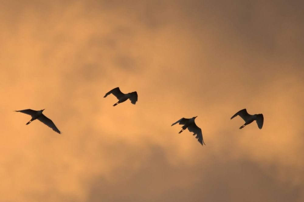 Photo of four cattle egrets in silhouette, flying in front of soft clouds highlighted orange by the sunset. Their long necks are held tucked to their shoulders in flight, while their legs trail behind.