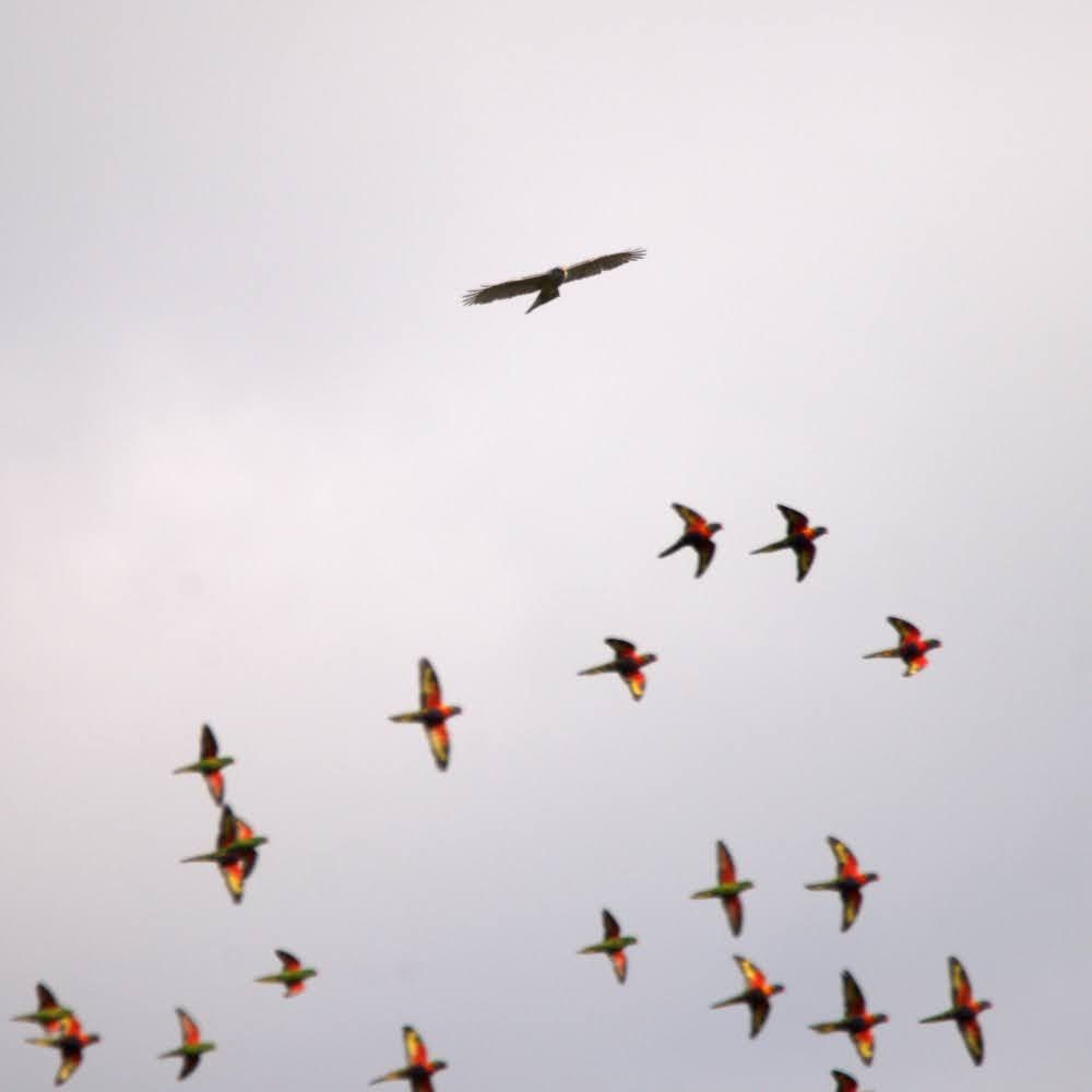 Photo of a grey goshawk in flight above about 20 lorikeets in a cloudy sky. The hawk is facing toward the camera, with its wings spread wide and its tail tilted. The lorikeets are all wheeling the same direction, so the undersides of their wings are visible. They have a blaze of yellow, with red and orange on their bellies. As they are far away in this photo, their more vbrant colours are difficult to discern.