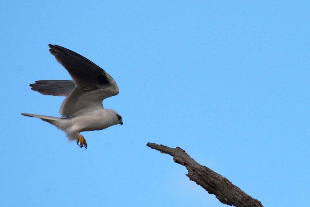 Photo of a black-shouldered kite in flight just in front of a decayed branch on a dead tree. It is a small white falcon-type bird, with its wings extended and its feet untucked. It has dark patches under its light grey wings, while the rear of its feathers are bright white.