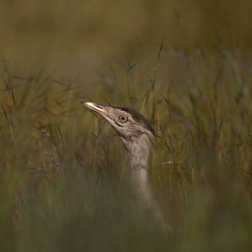Photo of an Australian bustard with just its head and neck showing through tall grass. It is a tall bird with a long neck, but it is stocky like a turkey, rather than slender like an egret. It has grey feathers on its face and neck, with a cap of dark blue on top of its head. Its eye has a light coloured iris, and its beak is short and robust.