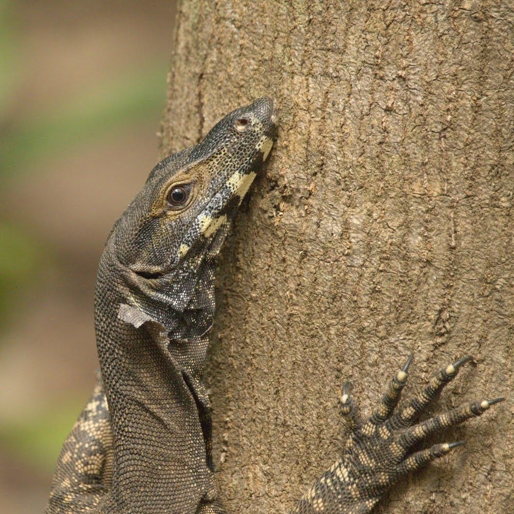 Photo of a goanna - aka lace monitor - from the shoulders up, climbing the trunk of a tree. It is a large lizard, with thin wrinkly skin and a long face. It has bands of black and pale yellow on its lower jaw, as well as on its fingers. It is hugging the tree tightly, with its long claws gripping the bark.