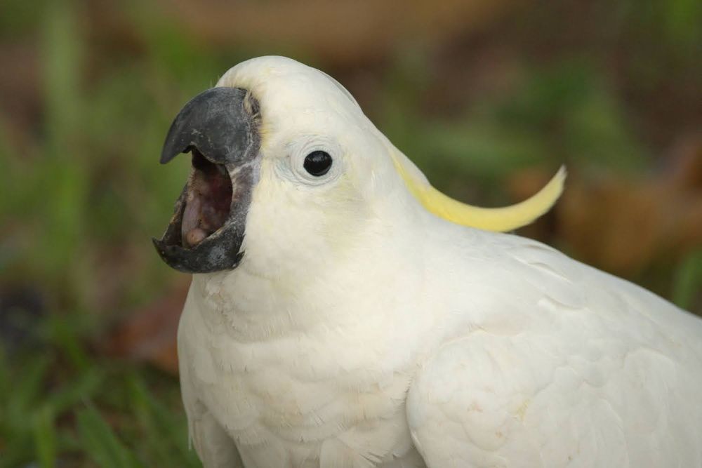 Close up photo of a sulphur-crested cockatoo with its beak wide open and its crest flattened back. It is a large white parrot with a black beak, a pale yellow crest on its head, and white eyes with large black pupils that give it a somewhat toy-like appearance.