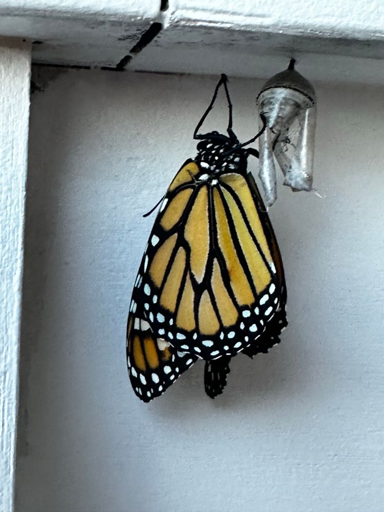 Photo of a Monarch butterfly just out of chrysalis.