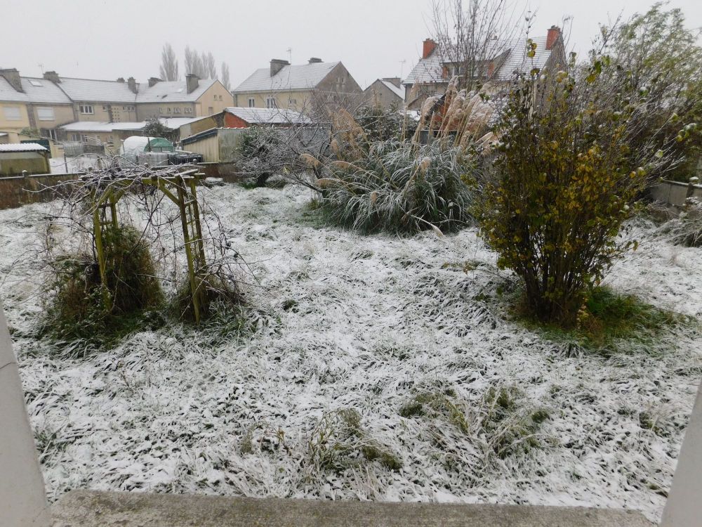 Jardin sous la neige, novembre 2024.