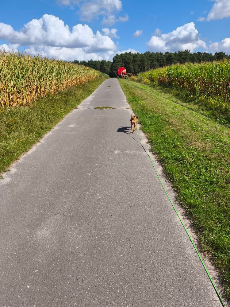 Apshaltweg zwischen zwei Maisfeldern. Darauf nach vorne laufend ein brauner Hund.