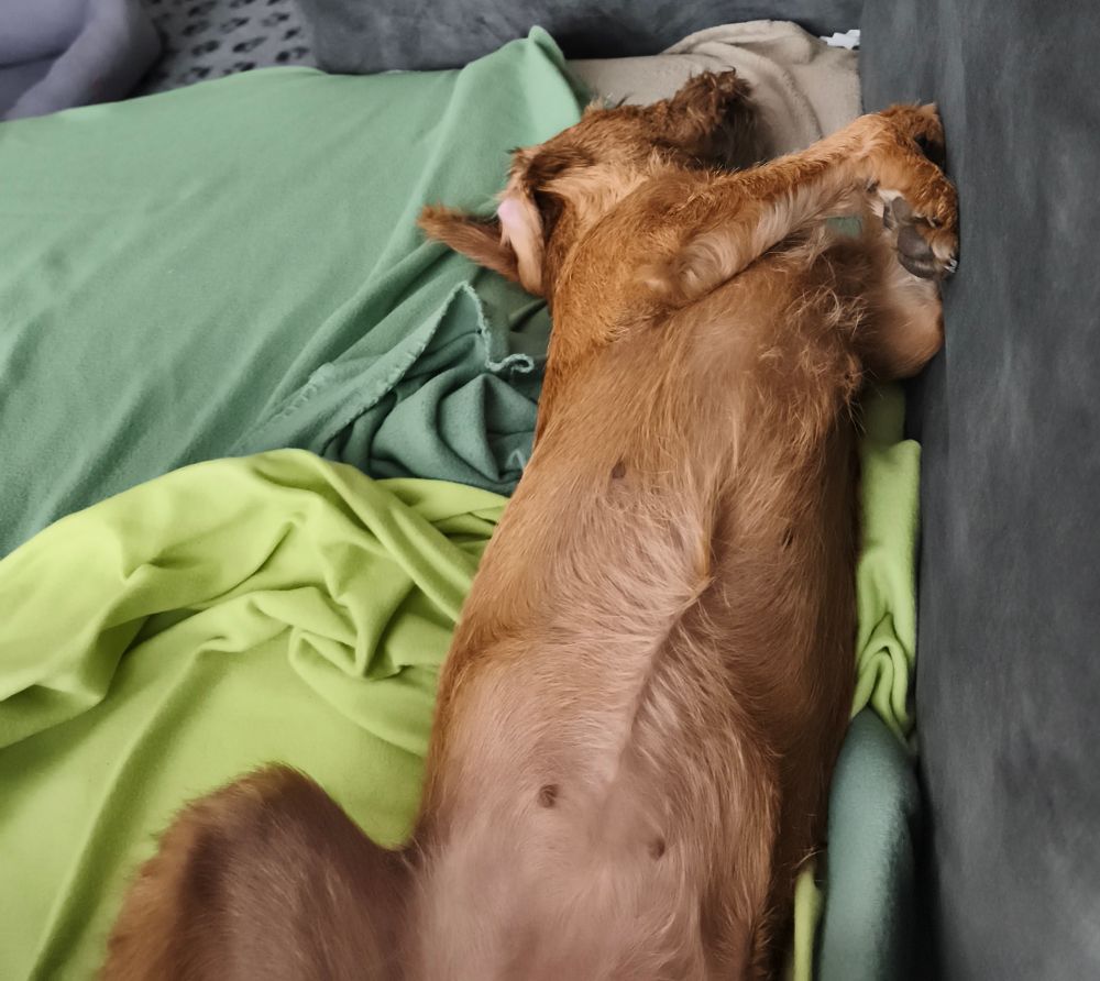 Ein brauner Hund liegt langgestreckt auf Decken in Rückenlage auf einem Sofa. 