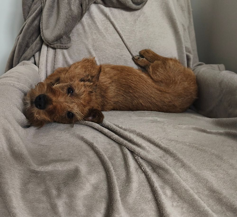 Ein brauner Hund liegt quer auf einem Sessel mit grauer Decke und blickt in die Kamera.