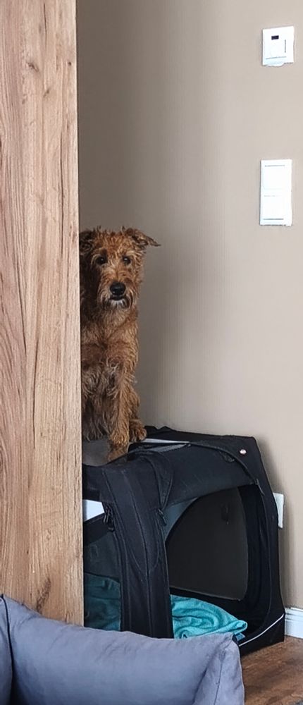Ein Hund sitzt auf seiner schwarzen Box. Diese steht in einem Eck zwischen Wand und Schrank. 
