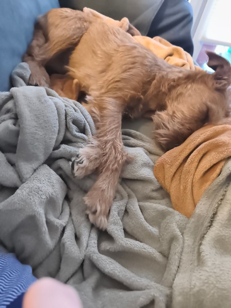 Ein brauner Hund liegt auf verschiedenen Decken auf einem Sofa und schläft. 