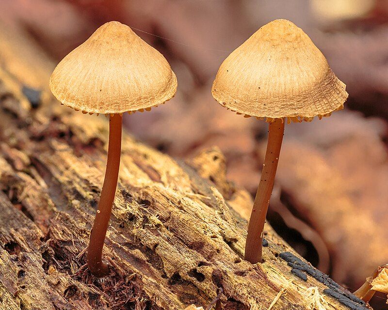 Wikimedia Commons image of the day