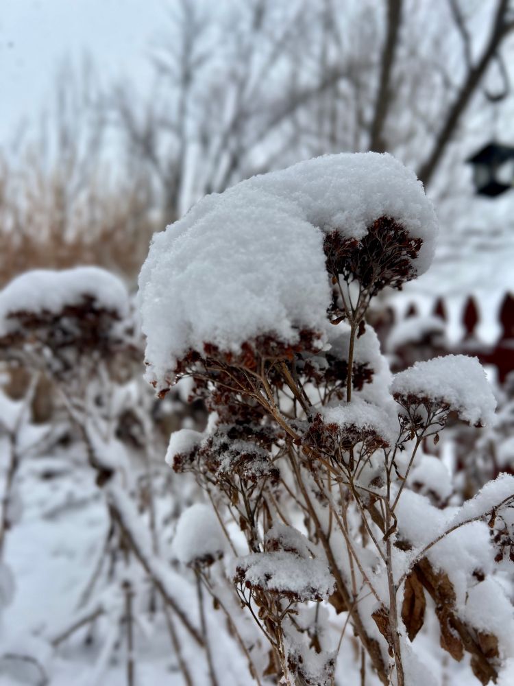 A cluster of dried flower heads topped with soft mounds of snow, set against a wintry background of trees and a red wooden fence
