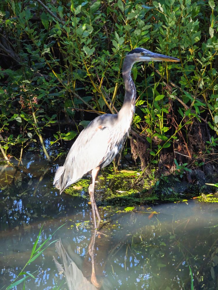 A great blue heron standing tall and alert in a very brushy pond, it's silhouette is perfectly reflected in the still, gray pond water.