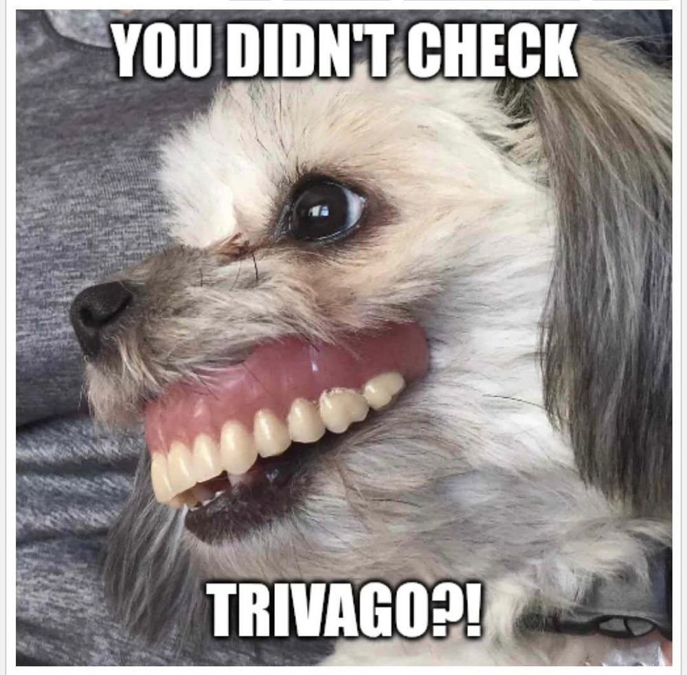 A dog wearing human false teeth with the caption YOU DIDN'T CHECK TRIVAGO?!