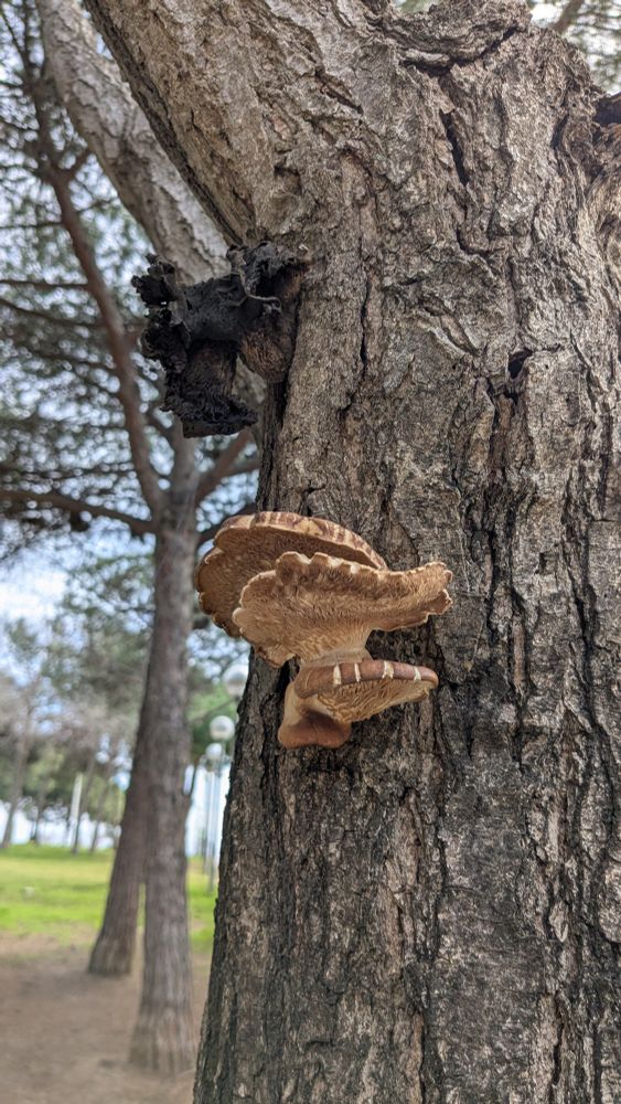 Fungus growing from trunk of a tree
