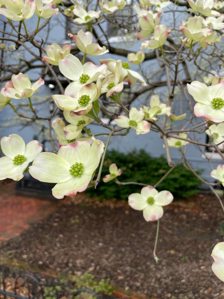 Beautiful dogwood blossoms