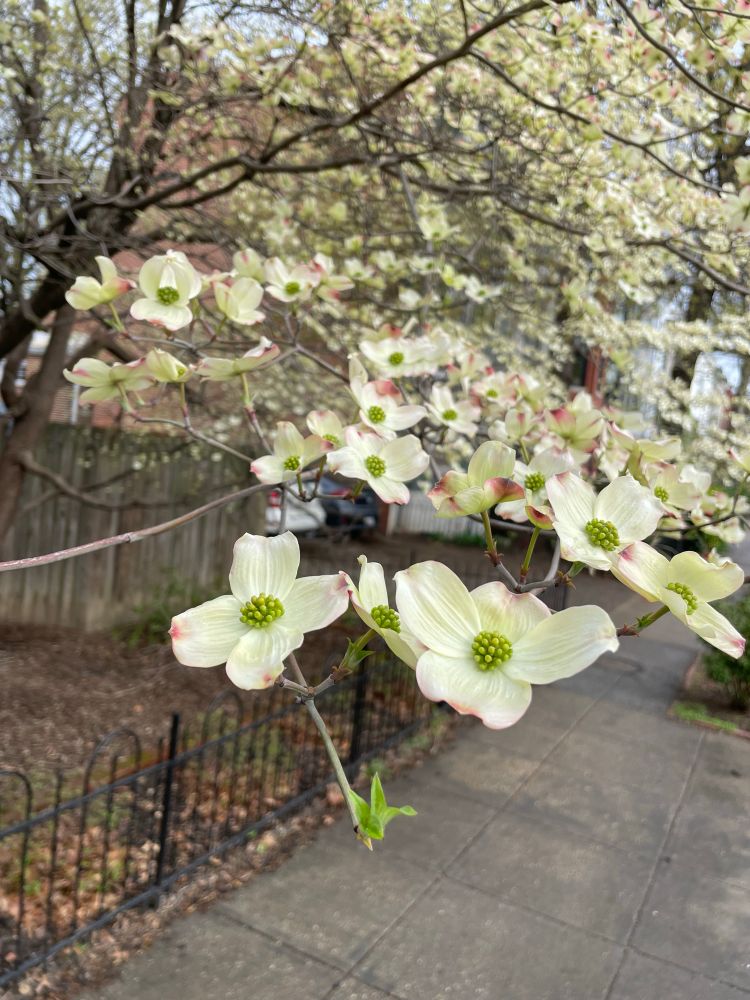 Beautiful dogwoods blooming in Washington DC