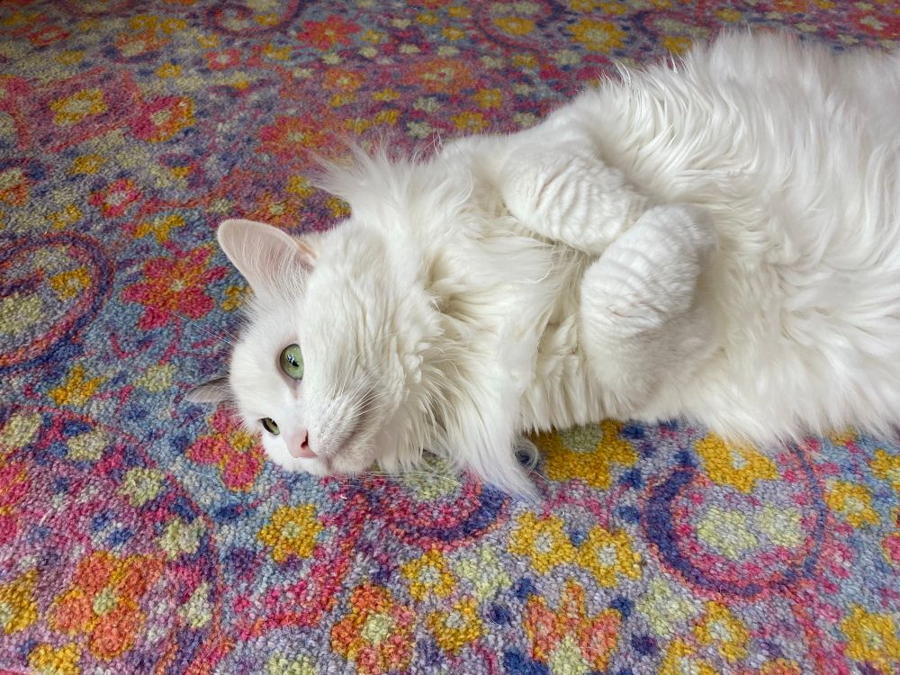My white and gray fluffy cat Geoffrey laying on a colorful rug belly up with front paws politely folded in. He’s looking up