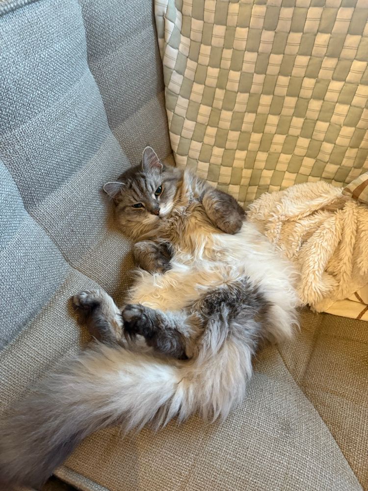 A cat
The cat is on a couch 