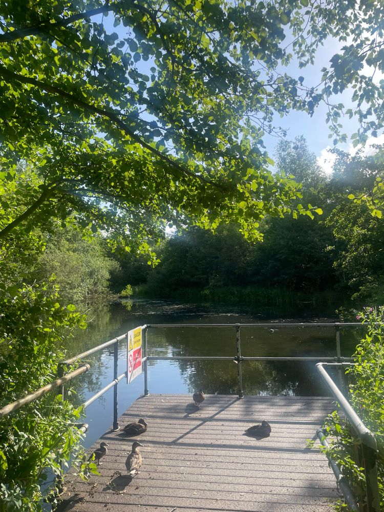 The landing stage and the pond beyond it.  Mallards sunning themselves 