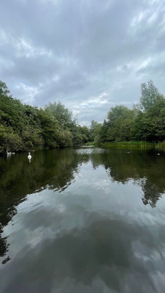 Adult and young swans haven’t spotted me yet!
