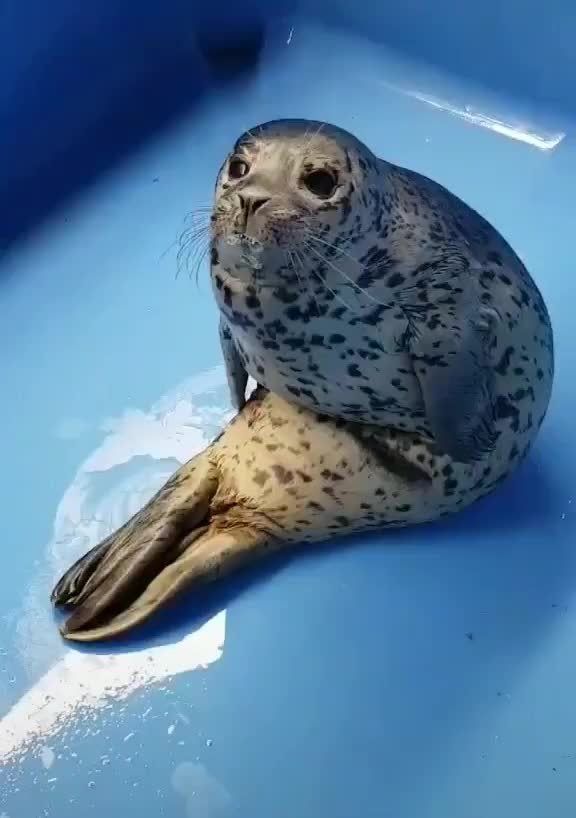 seal sitting hunched over