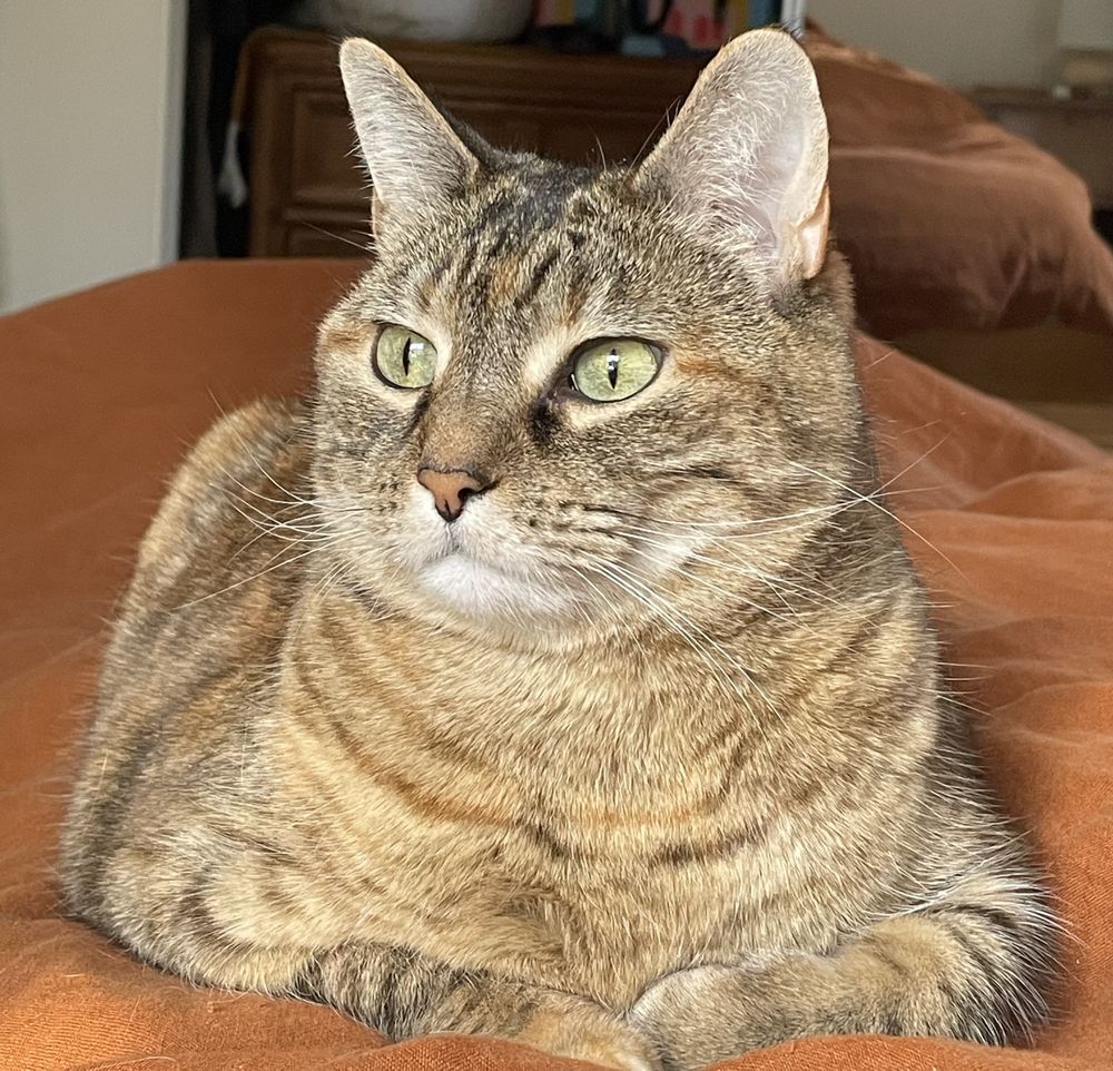 A photo of a light brown tabby cat with green eyes sitting on a burnt orange comforter.
