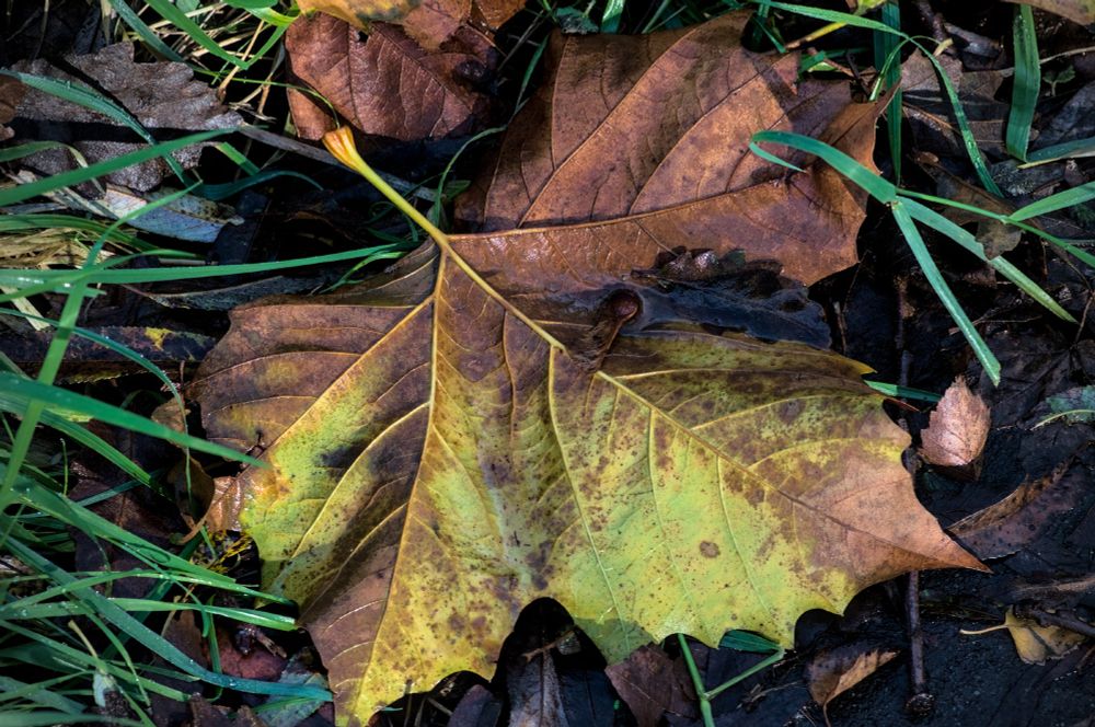 A colour photograph of a fallen broad leaf on wet, cold and grassy ground. The weather is cold, bright and with some low sun, giving the subject a slight tobacco like appearance.