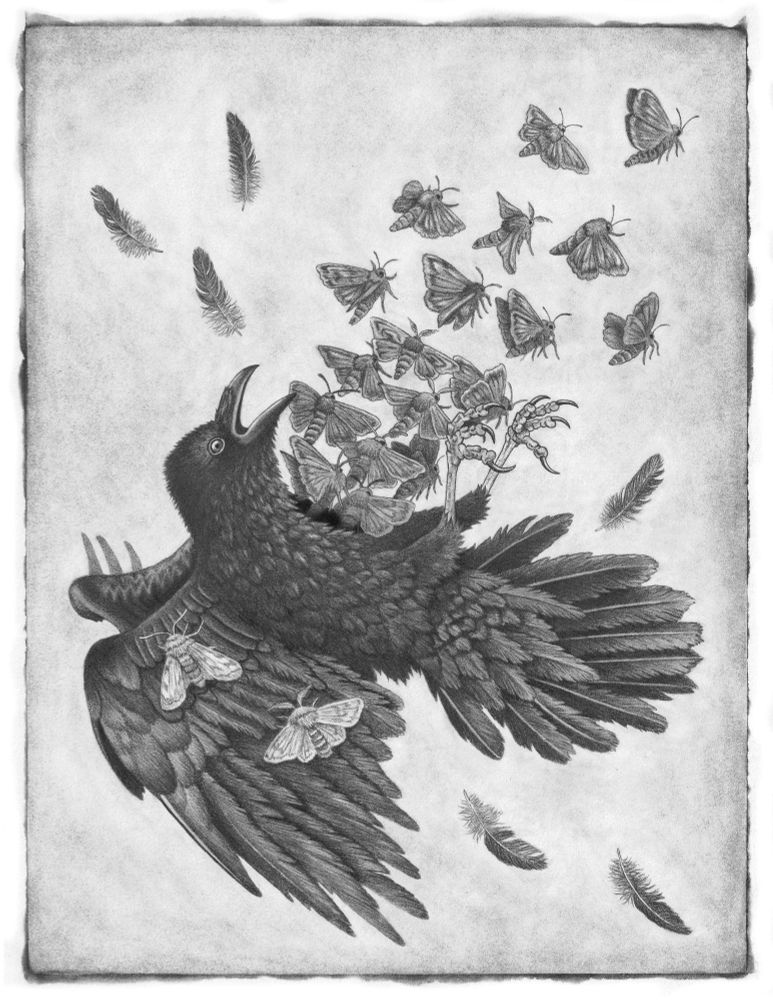 Graphite drawing of raven with moths bursting from its chest.