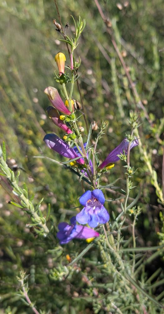 Foothill Penstemon
Penstemon heterophyllus