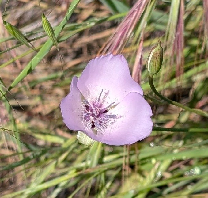 Splendid Mariposa Lily
Calochortus splendens