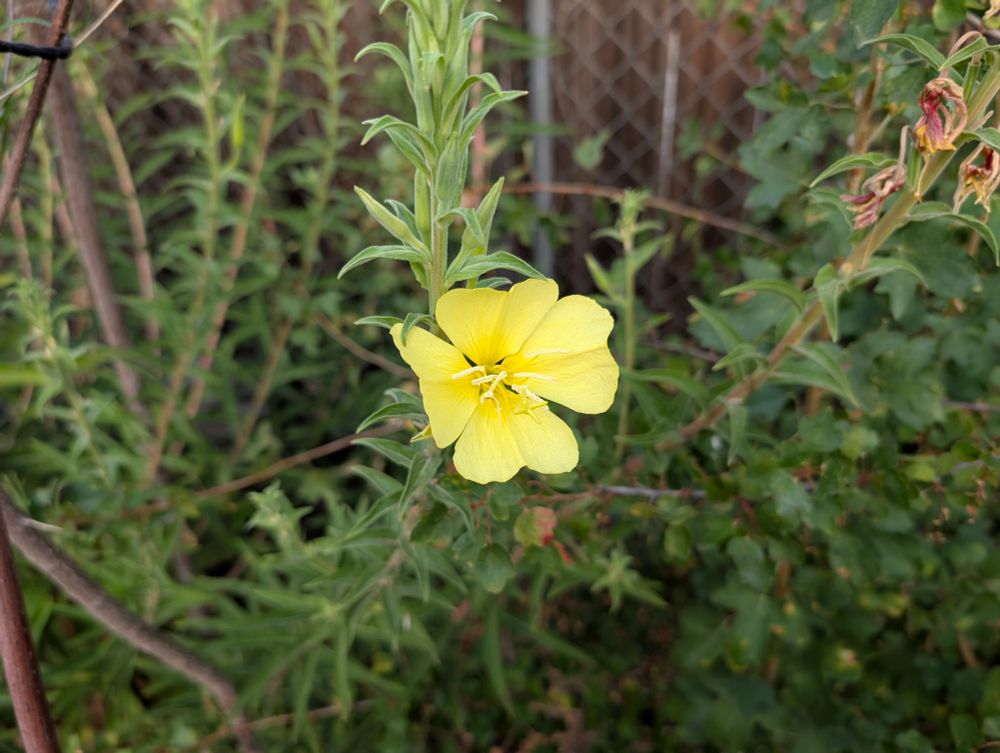 Hooker's Evening Primrose -
Oenothera elata