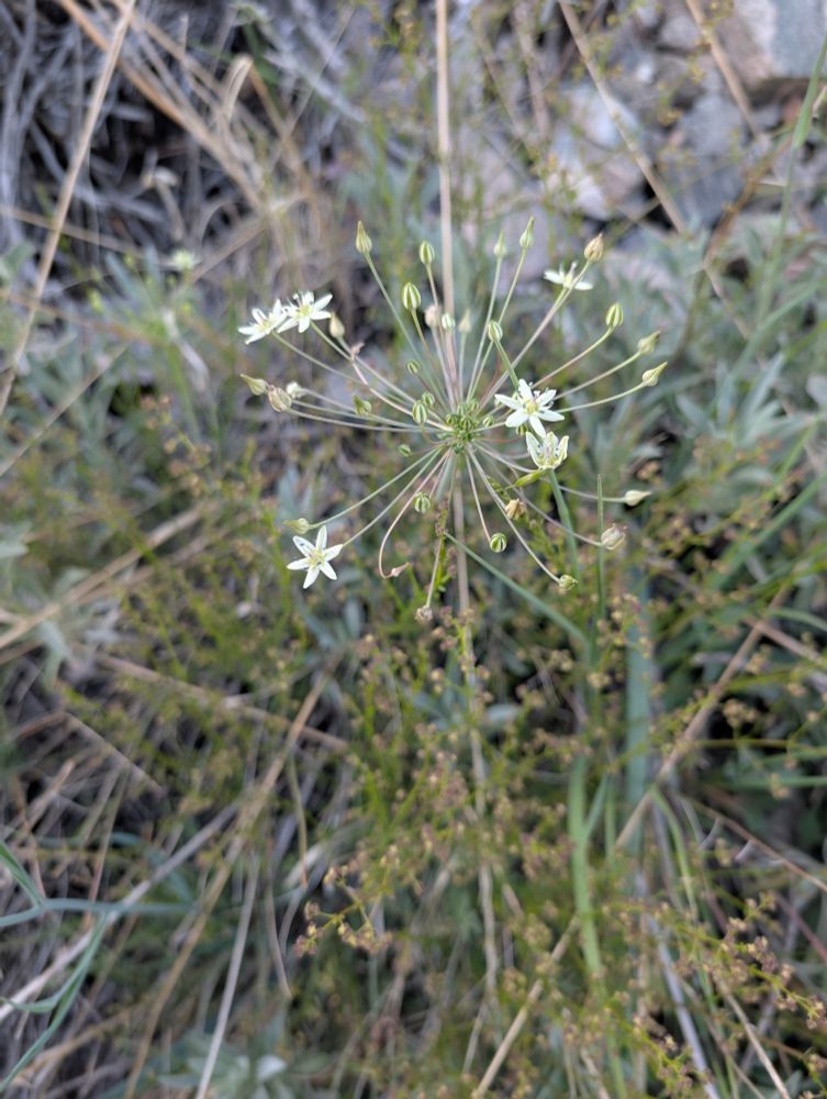 Common Muilla
Muilla maritima
