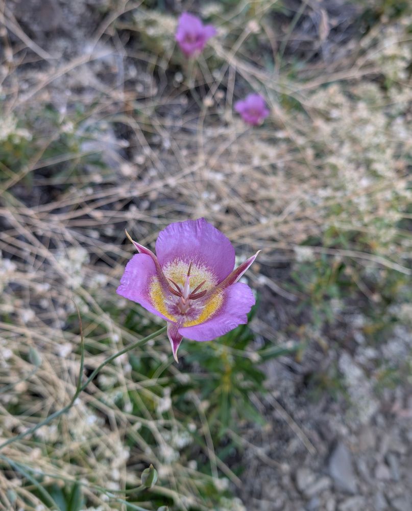 Plummer's Mariposa Lily -
Calochortus plummerae
