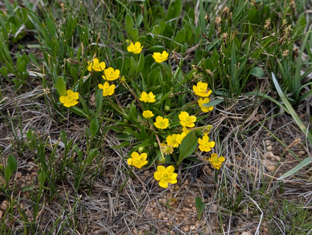Eschscholtz's Buttercup
Ranunculus eschscholtzii