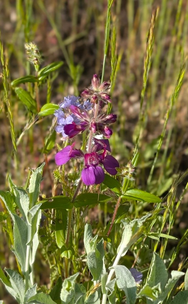 Purple Chinese Houses
Collinsia heterophylla