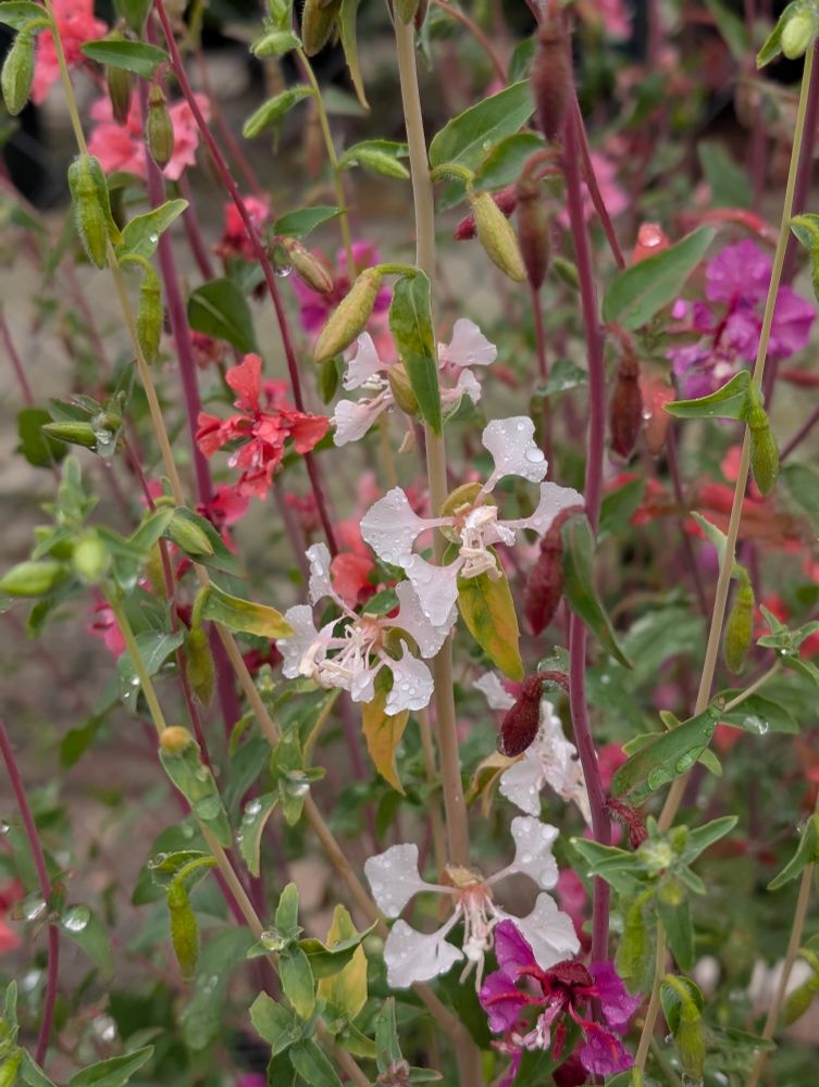 Clarkia unguiculata