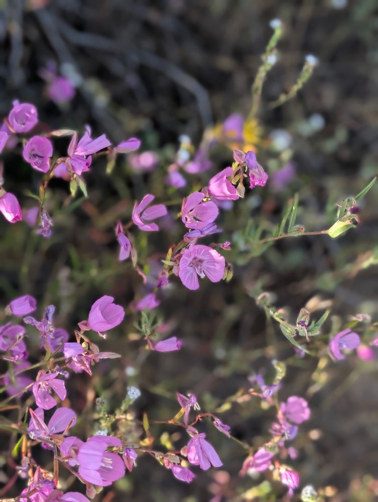 Purple Clarkia
Clarkia purpurea