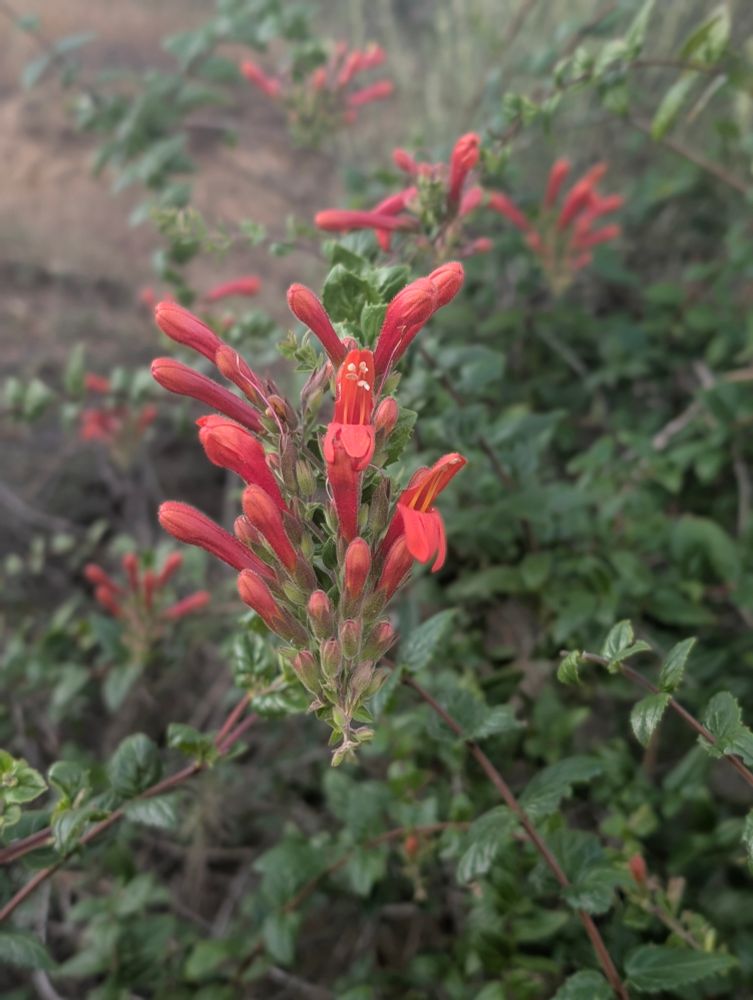 Heart-leaved Keckiella.    Keckiella cordifolia